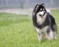 The Shocking Truth: 8 of the Most Commonly Banned Dog Breeds in the World