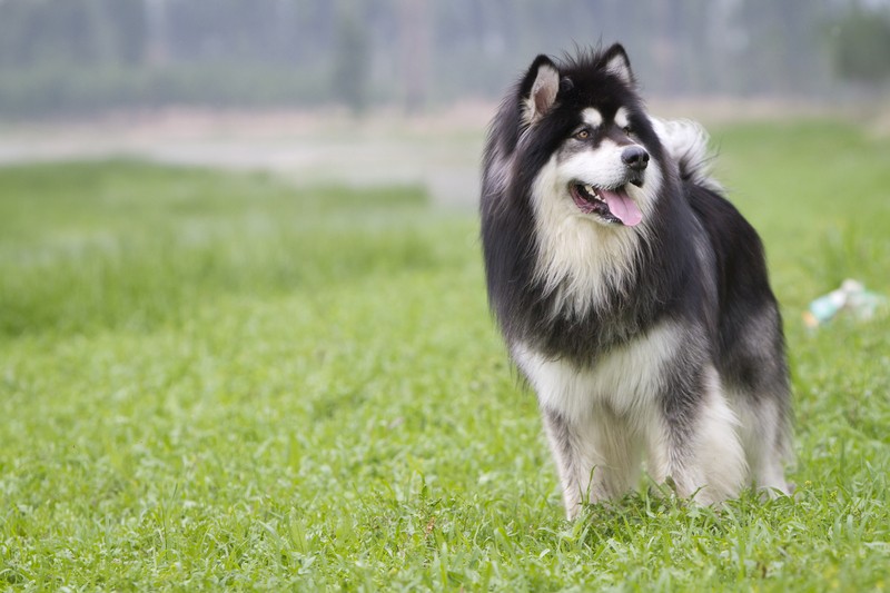 Alaskan Malamute