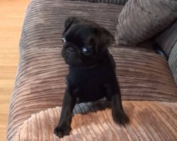 (VIDEO) Batman the Pug is SO Hungry That He… Screams for Dinner! LOL!