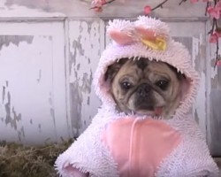 (VIDEO) Just Wait Until You See a Pug Dressed Up as an Easter Bunny — Adorable!