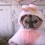 (VIDEO) Just Wait Until You See a Pug Dressed Up as an Easter Bunny — Adorable!