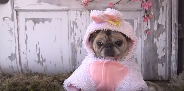 Clara the pug bunny