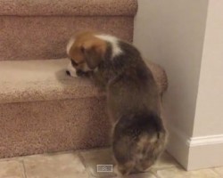 (VIDEO) Puppy Struggles Are Real! Watch This Adorable Corgi Attempt to Go Up the Stairs