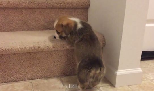 Corgi tries to make it up the stairs