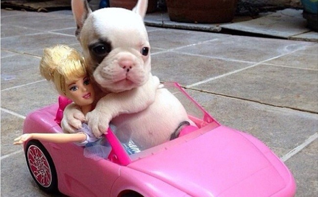 French Bulldog in pink car