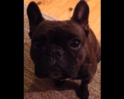 (VIDEO) French Bulldog Strongly Protests When He’s Not Getting the Attention He Thinks He Deserves