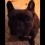 (VIDEO) French Bulldog Strongly Protests When He’s Not Getting the Attention He Thinks He Deserves