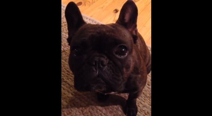 French Bulldog wants attentiont