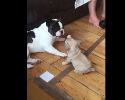 (VIDEO) Dad Cordially Invites His Little One to Play. The Frenchie Puppy’s RSVP? So Adorbs!