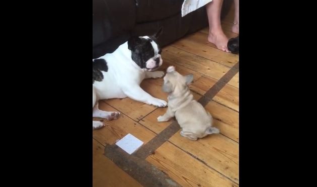 French Bulldogs playing