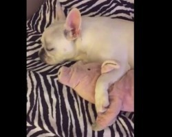 (VIDEO) Love Story Between Doggy and Stuffed Pig is One You CAN’T Miss – So Cute!