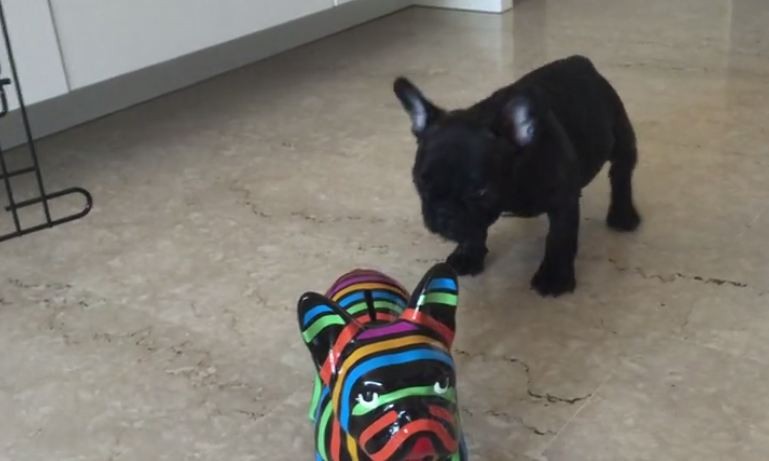 Frenchie confused by fake dog
