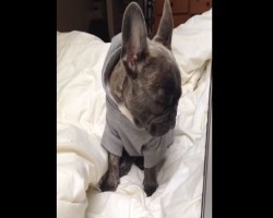 (VIDEO) Adorable Frenchie Battles Against Falling Asleep – Is He Gonna Win?!