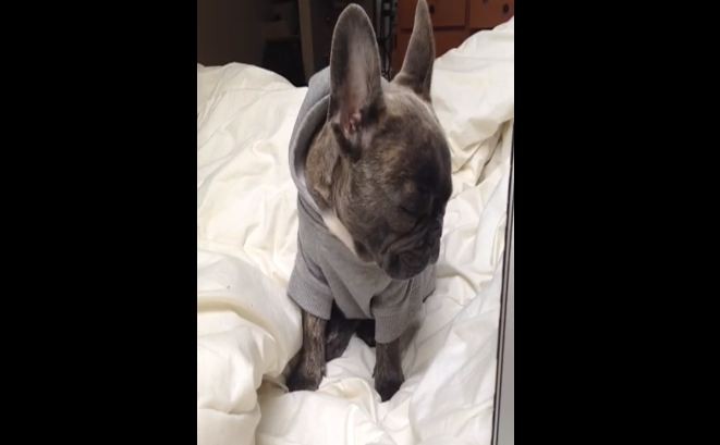 Frenchie fighting the urge to sleep