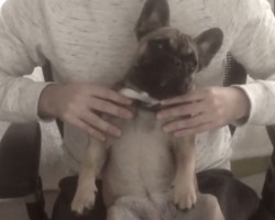 (VIDEO) French Bulldog Gets a Massage and it Really Hits the Spot – LOL!