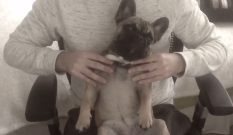Frenchie getting a massage