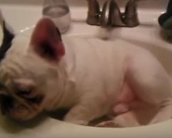(VIDEO) French Bulldog Sits and Sleeps in a Sink Because He Thinks He’s a Cat