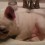 (VIDEO) French Bulldog Sits and Sleeps in a Sink Because He Thinks He’s a Cat