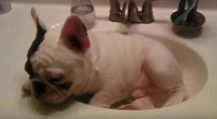 Frenchie in the sink