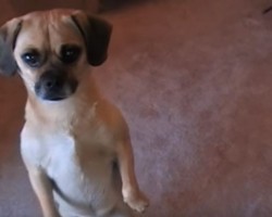 (VIDEO) Mr. Puggle Walks Like a… And I’m Dying of Laughter!