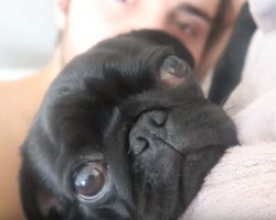 (VIDEO) When This Pug Cuddles with Her Dad in Bed… I Can’t Help But Melt!