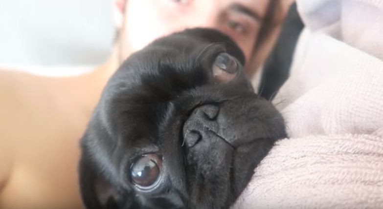 Nala the pug cuddling with dad