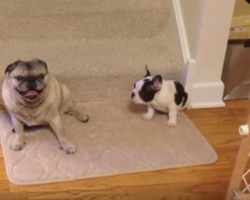 (VIDEO) Baby Frenchie Has a TON of Energy. When He Invites His Older Pug Sibling to Play, You’ll Never Guess How He Responds…