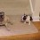 (VIDEO) Baby Frenchie Has a TON of Energy. When He Invites His Older Pug Sibling to Play, You’ll Never Guess How He Responds…