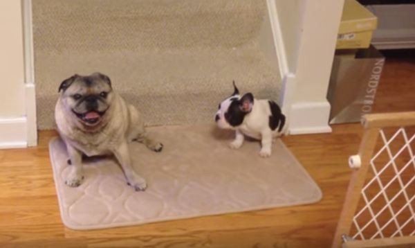 Pug and Frenchie