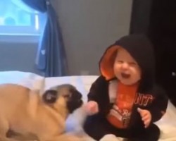 (VIDEO) Pug and Baby Are Playing on the Bed. How the Two Respond to One Another? Their Happiness is Contagious!