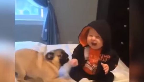 Pug and baby laughing