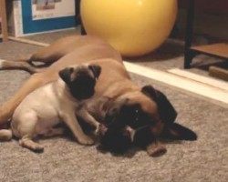 (VIDEO) This Pug Puppy Just Wants to Play With His Doggy Sibling. How the Boxer Responds? This is the SWEETEST!