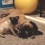 (VIDEO) This Pug Puppy Just Wants to Play With His Doggy Sibling. How the Boxer Responds? This is the SWEETEST!