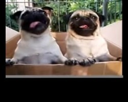 (VIDEO) Two Pugs Are in a Box. What Happens Next? This is the Most Incredible Pug Dance Party EVER!