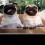 (VIDEO) Two Pugs Are in a Box. What Happens Next? This is the Most Incredible Pug Dance Party EVER!