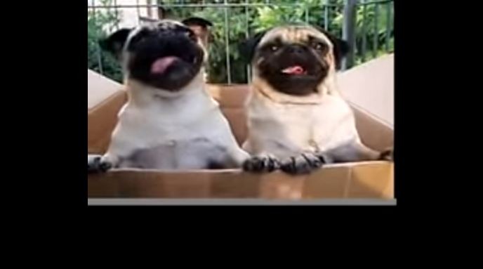 Pug dance party