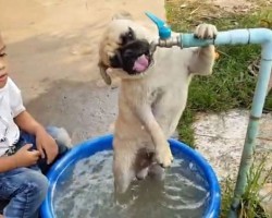 (VIDEO) This Pug is REALLY Thirsty and a Quick Sip isn’t Cutting it. His Solution? Genius!