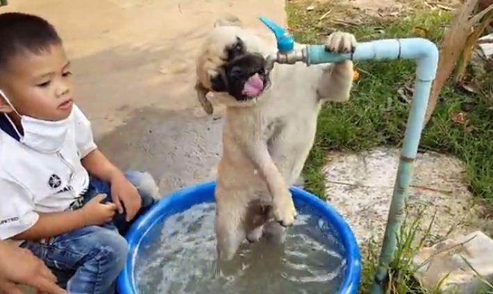 Pug drinking water