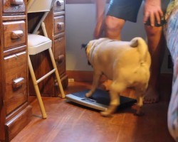 (VIDEO) Watch a Pug Go Ballistic –  He Thinks He Has First Weigh In Dibs Over a Scale! LOL!