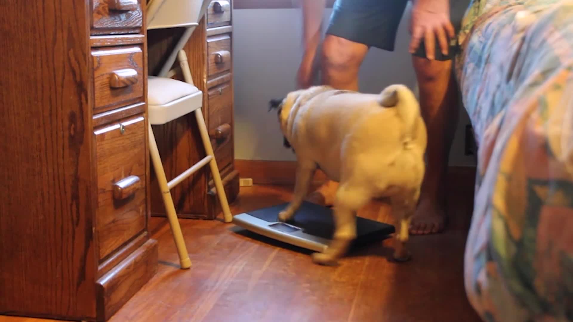 Pug fights over a scale