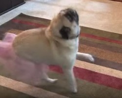 (VIDEO) Pug is All Dressed Up in Her Pretty Tutu. What She Does Next? I Guarantee You’ll Want to Watch This Video Over and Over!