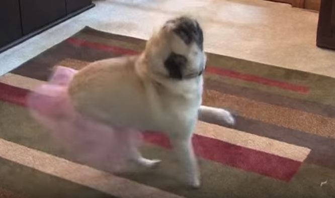 Pug in a tutu