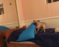 (VIDEO) This Clever Pug Knows it’s Time for Bed. Now Watch What He Does to Delay the Inevitable…