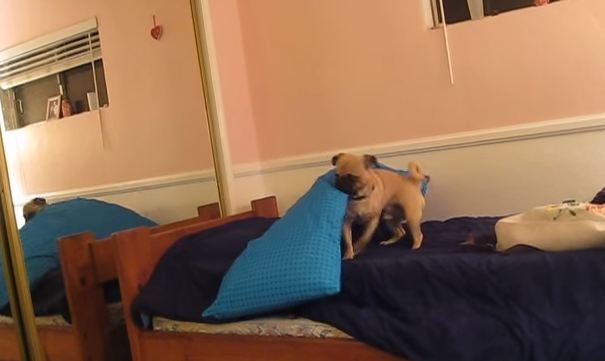 Pug not ready for bed