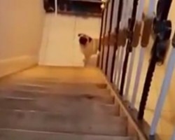 (VIDEO) Clock Strikes Midnight and a Pug Climbs the Stairs Like She’s a Princess Wearing Glass Slippers – LOL!