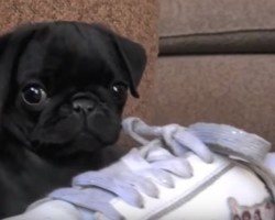 (VIDEO) Get Ready to Melt While Watching the Greatest Pug Puppy Clips of ALL Time – 03:28 Will Warm Your Heart!