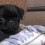 (VIDEO) Get Ready to Melt While Watching the Greatest Pug Puppy Clips of ALL Time – 03:28 Will Warm Your Heart!