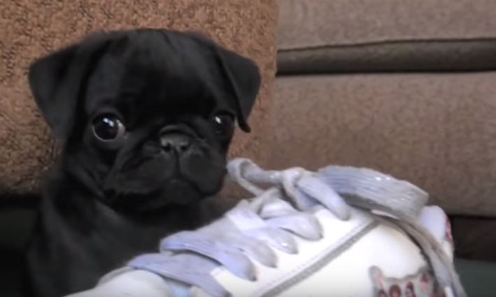 Pug puppy by shoe