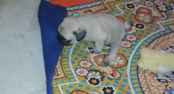 Pug puppy hides toys