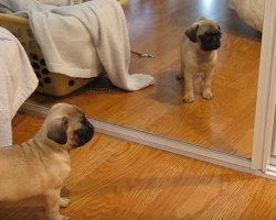 (VIDEO) This Pug Puppy Meets a New Friend. When She Doesn’t Want to Play? So Cute!